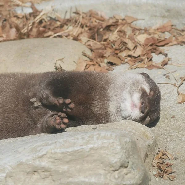 The Paw Placement on This One