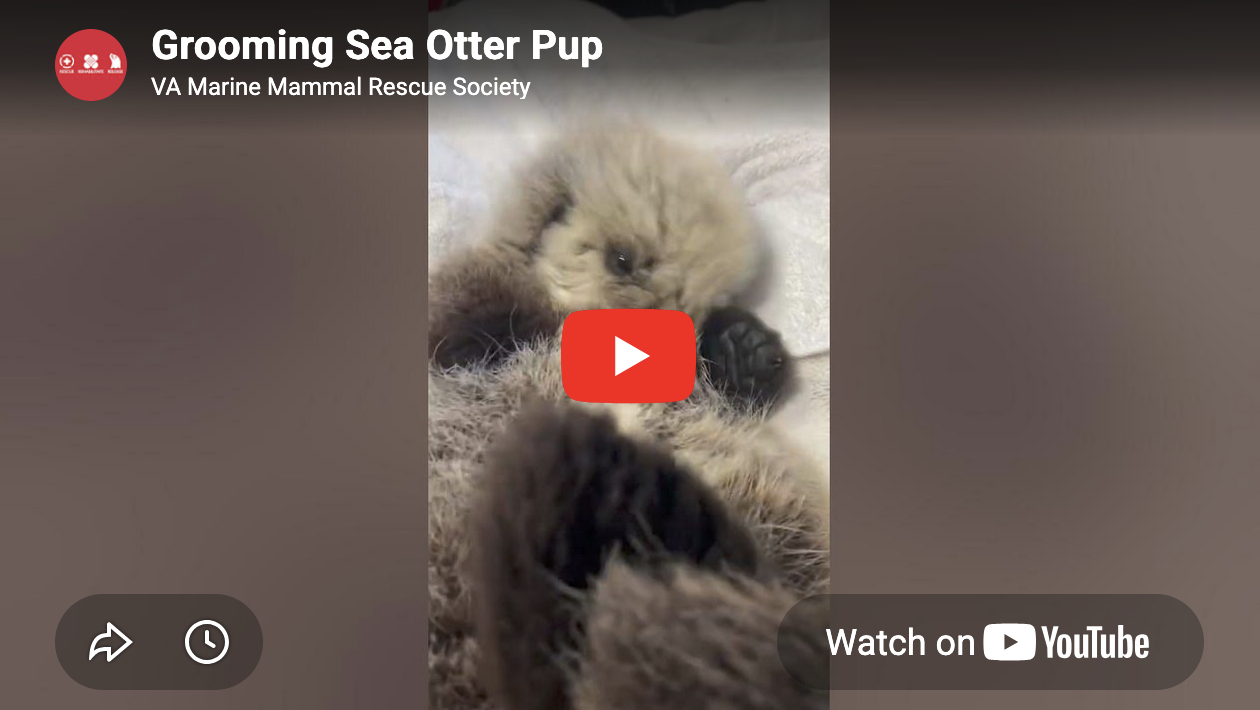 Sea Otter Pup's Getting the Hang of This Grooming Business