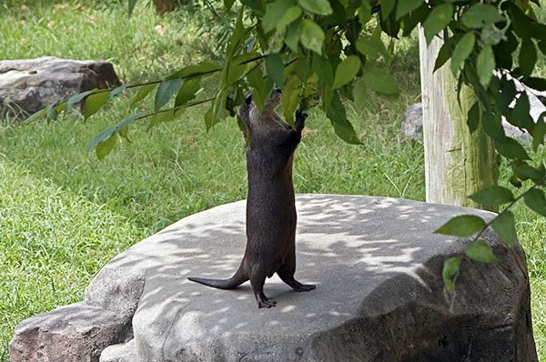 Otter Could Make So Many Forts With These Branches