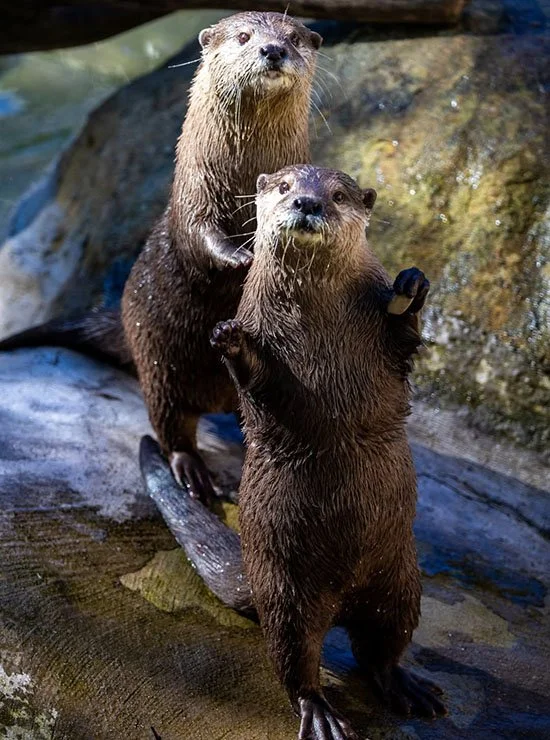 Otters Dance With Their Favorite Stones