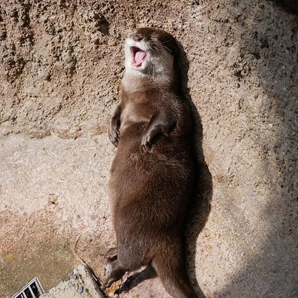 The Joy of Being an Otter