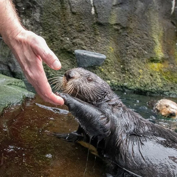 Monday Morning? You Got This, Human!