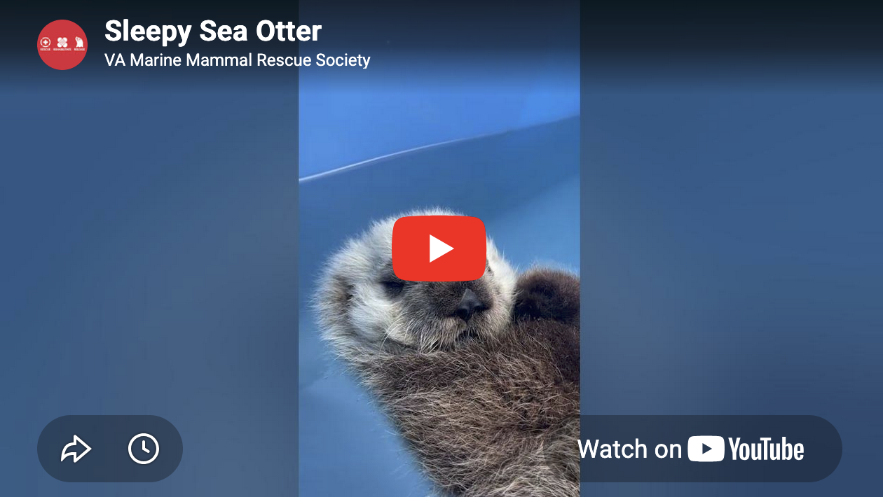 Watch a Sea Otter Pup Fall Asleep