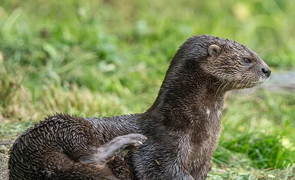When You're Plotting Against Your Enemies But You Need to Scratch an Itch