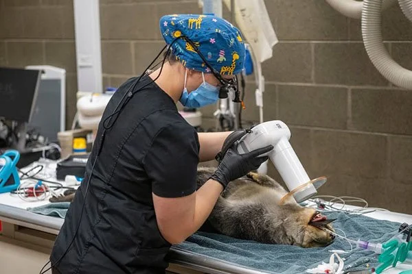 Sea Otter Gets a Root Canal