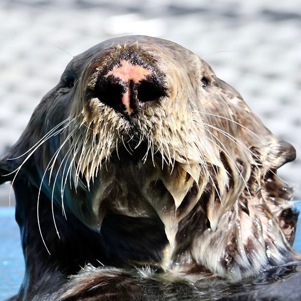 What's Your Story, Sea Otter?
