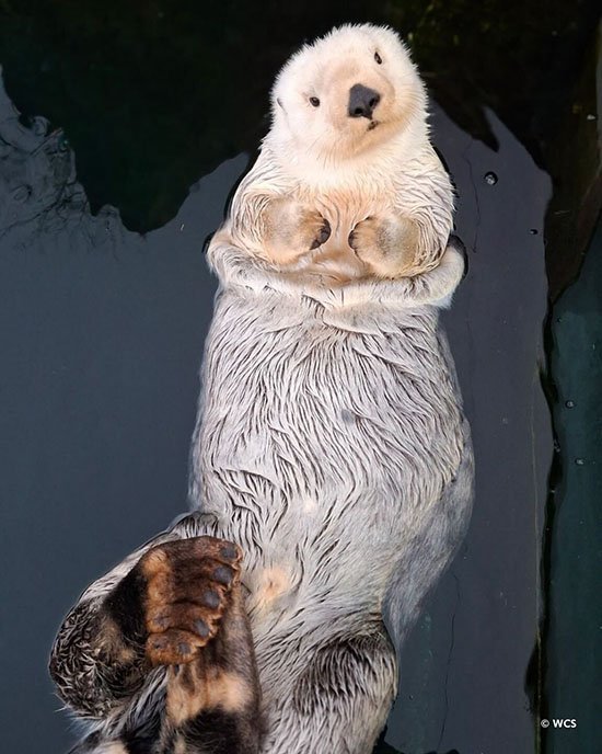 Sea Otter Is a Beautiful Silvery Boye