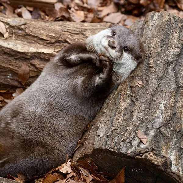 Otter and Her Tiny Stone