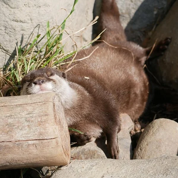 Like Cats, Otters Are Liquid