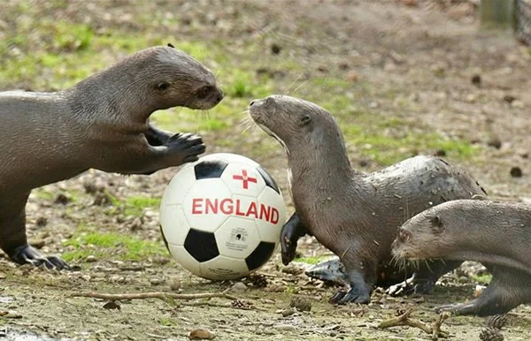 I Guess Otters Know For Whom They're Rooting