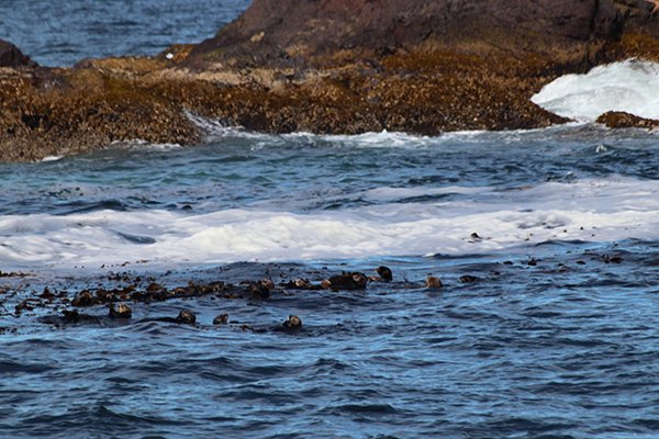 Just a Raft of Sea Otters, Minding Their Own Business