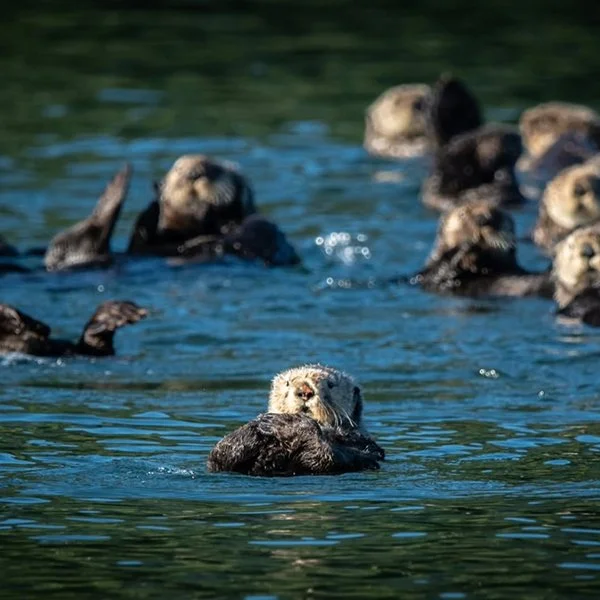 Floating With Friends