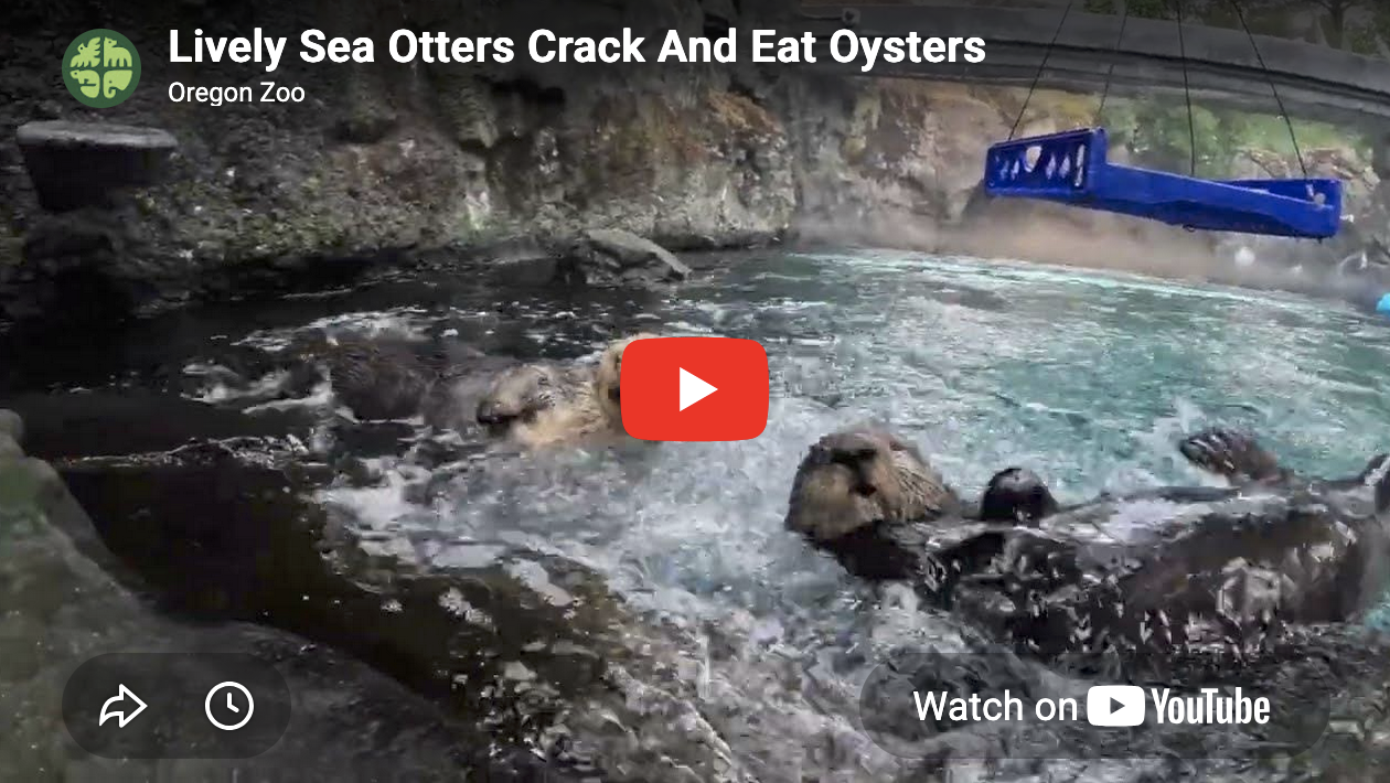 Two Sea Otters Swim Up to an Oyster Bar...