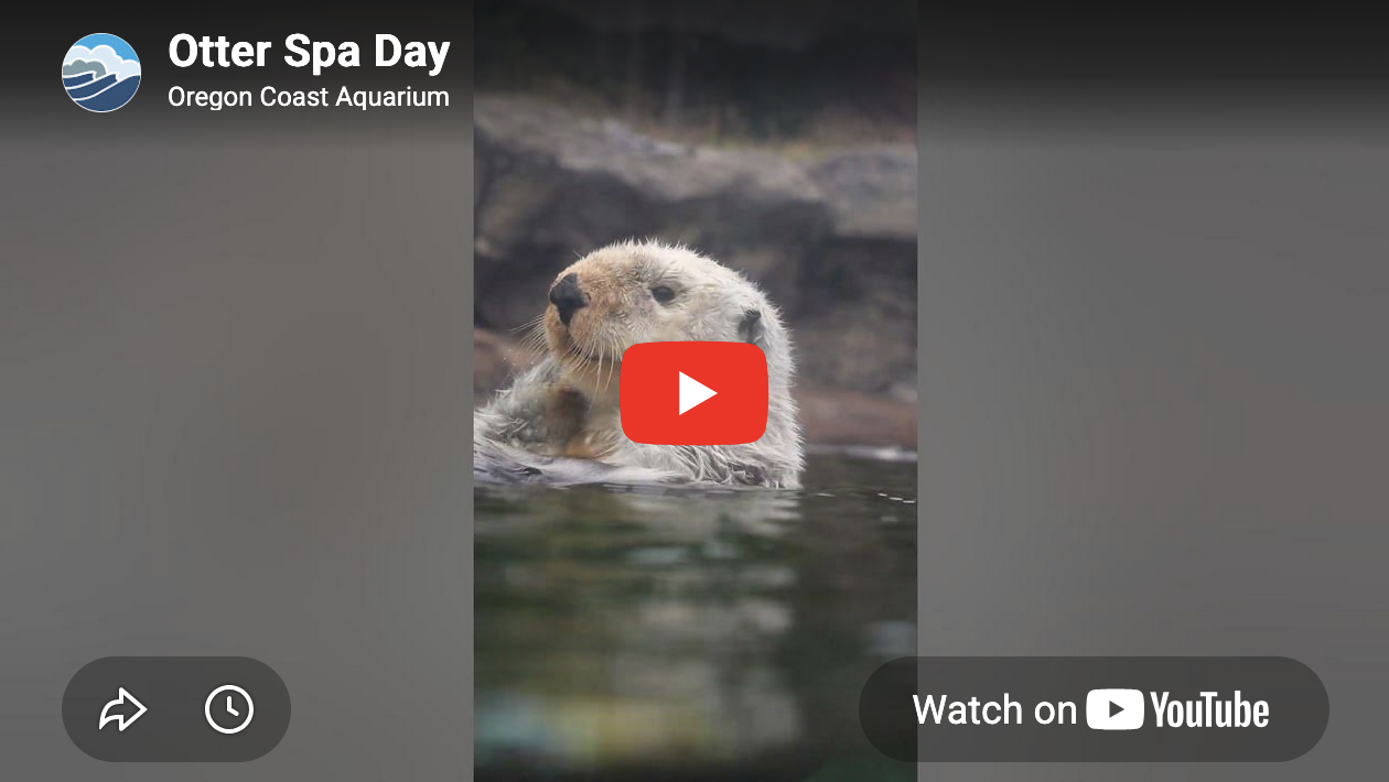 Rub-a-Dub-Dub, Sea Otter in a Tub