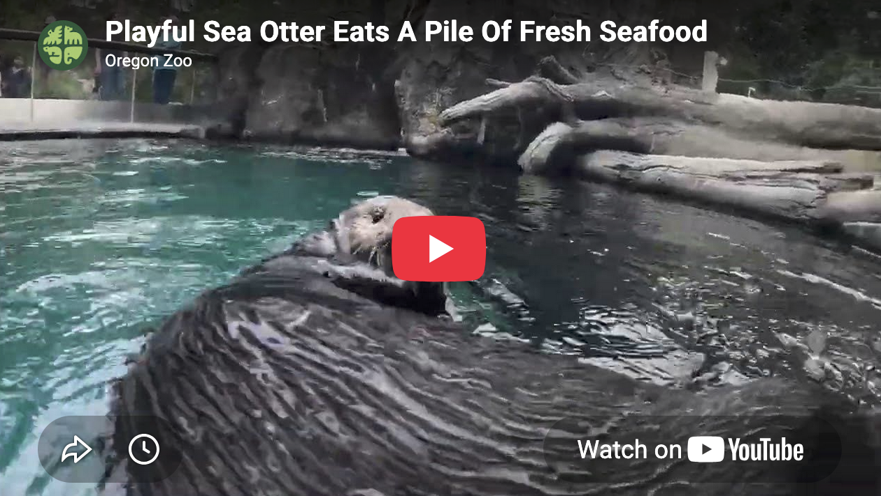 Sea Otter Lincoln Scarfs Down His Meal... Except the Squid