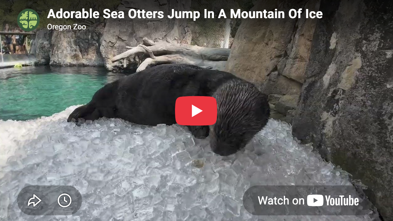When Sea Otters Get a Catered Raw Bar