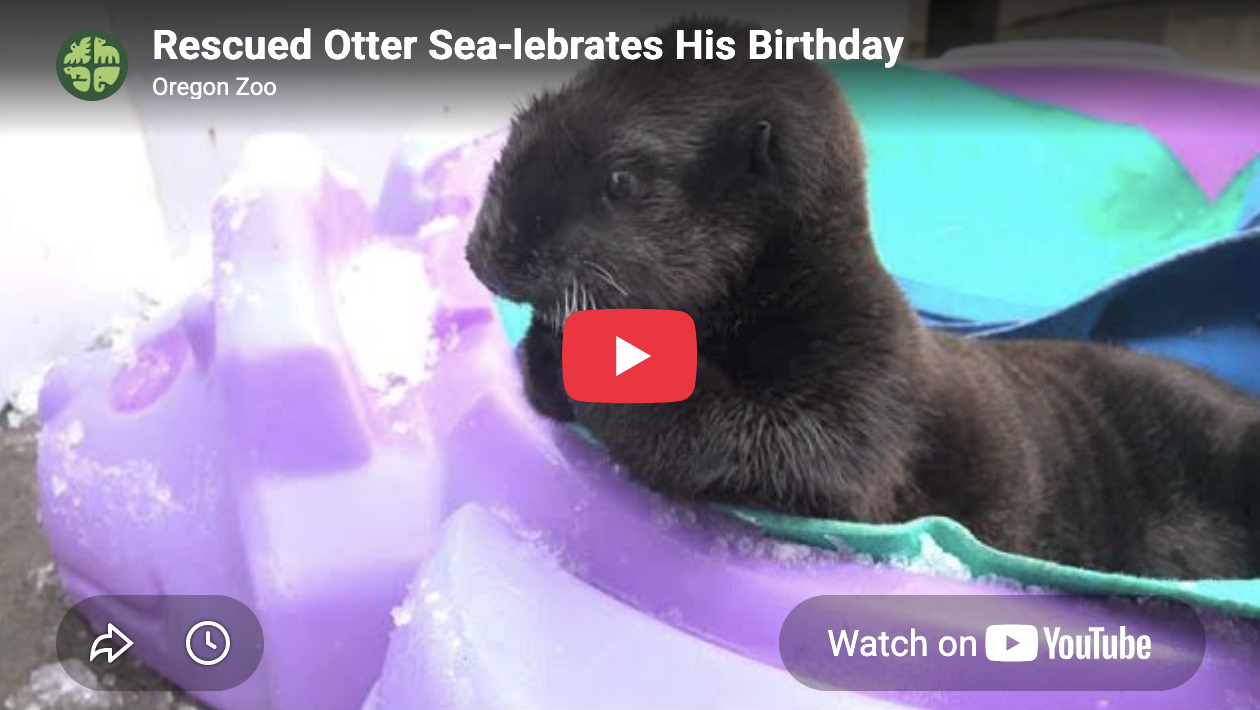 Watch Sea Otter Joey Grow All the Way Up in One Minute