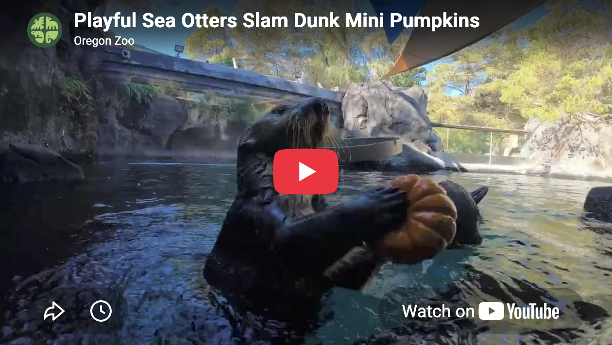 Sea Otters Play Basketball—Halloween Style