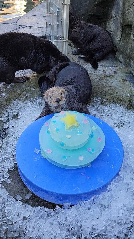 Anyone Up for a Pre-Holiday Sea Otter Party? — The Daily Otter