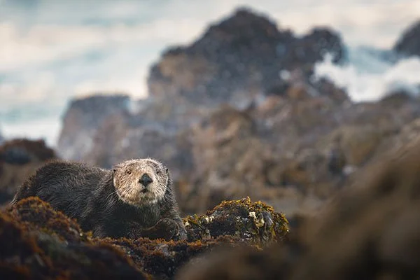 Sea Otter's Just Taking a Little Break From the Water, That's All