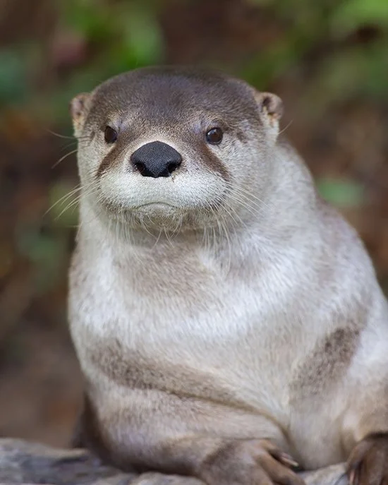 The Most Interesting Otter in the World?