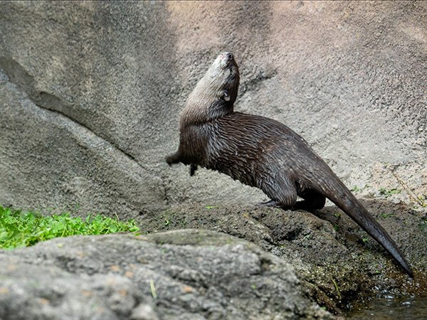 That's Some Dance Move, Little Otter