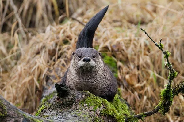 Otter Is SO Unimpressed