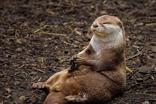Otter Meditations