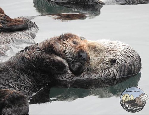 Sea Otter Pup Cuddles Up to Mum for a Nap — The Daily Otter