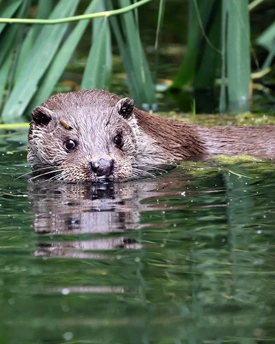Otter Checks for Lunch Delivery Before Diving Under Again