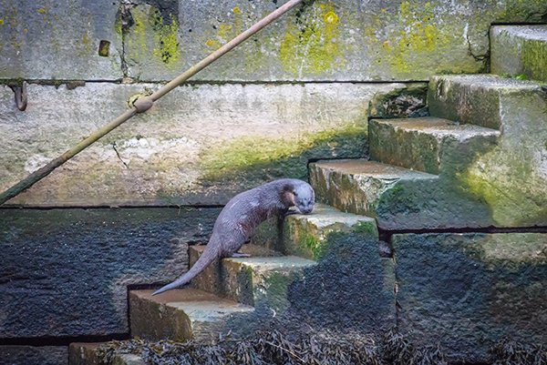 Otter's on His Way to Town