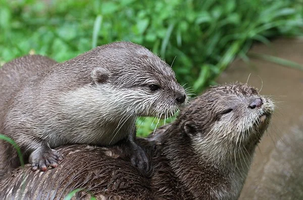 Looks Like Otter Gives Quite a Good Massage