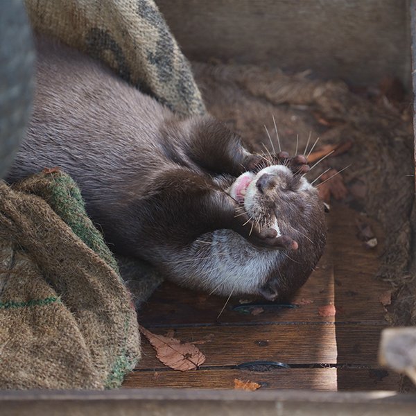 Otter Glee!