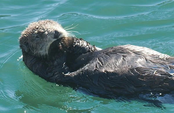 Sea Otter Starts to Blow You a Kiss