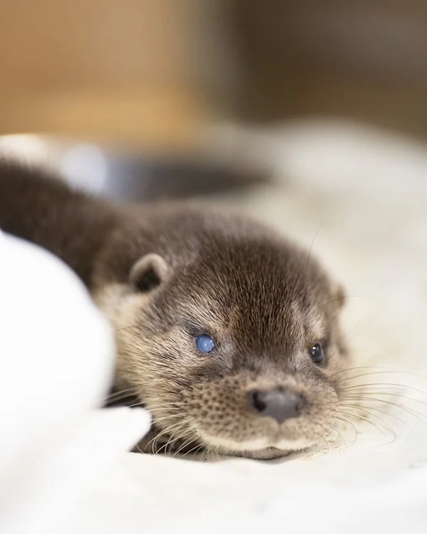 Poor Little Otter, You've Really Been Through It