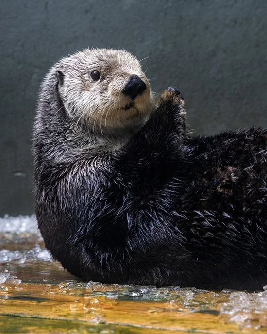Sea Otter Stays Cool Cronching and Rolling in Ice Cubes