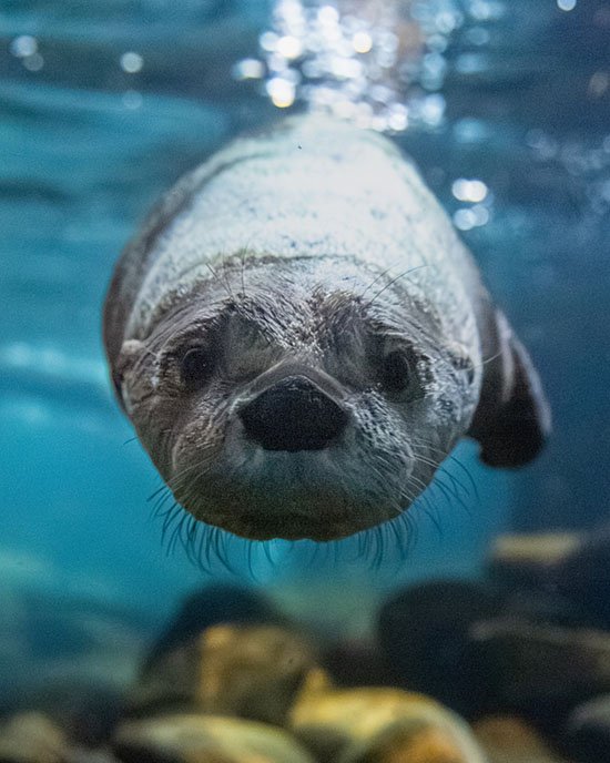 Zooming in for a Boop