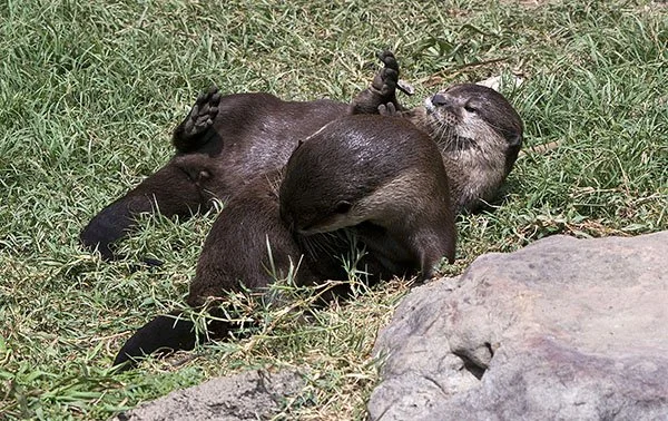 Otters' Lazy Day in the Sun