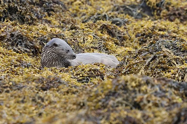 Otter Is Contemplating Something Particularly Vile
