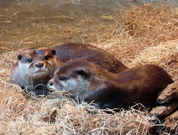 You Know, We See You Listening to Us, Human