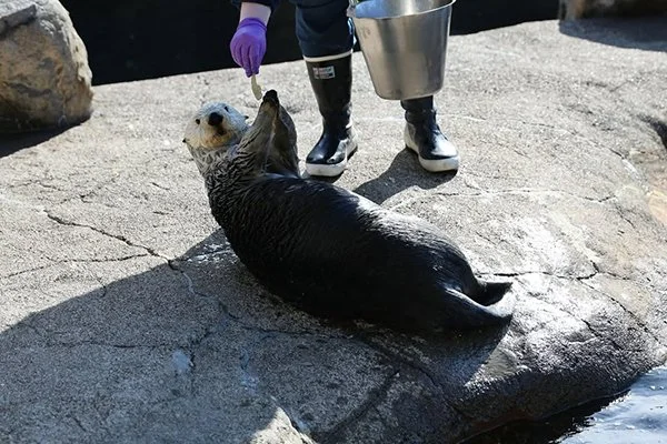 Lounging Sea Otter Receives a Snack
