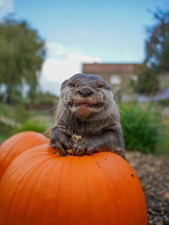 Turns Out Pumpkin Stems Aren't That Tasty, After All