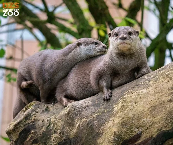 Someotter Wants Attention