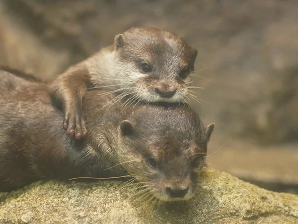 Whatcha Lookin' At?