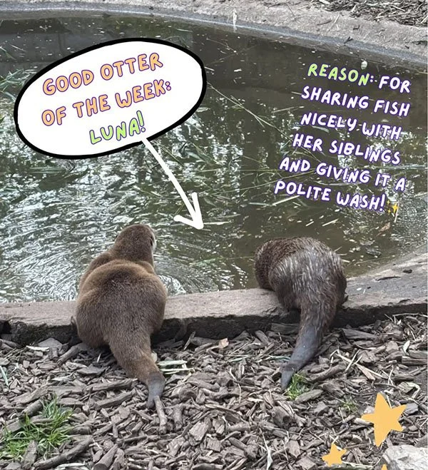 Time for a Look at the Week's Good and Naughty Otters!