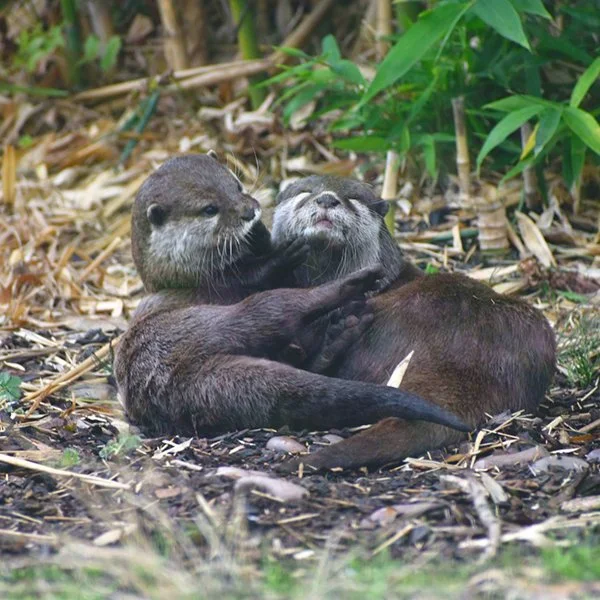 Are You Okay, Friend? Do You Need to Sneeze?