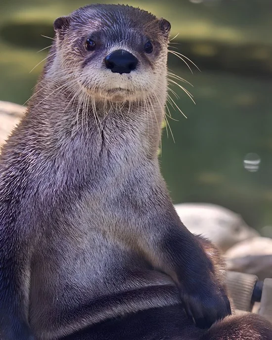 It's Cute When You Sit Like That, Otter