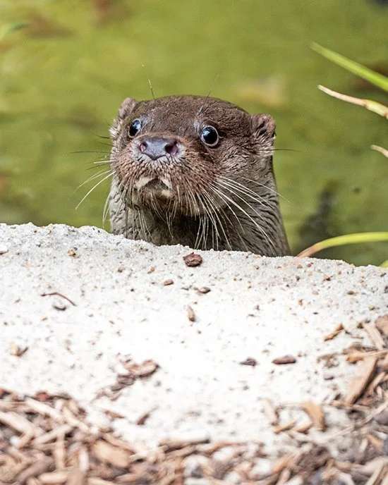 About as Surprised as an Otter Can Get