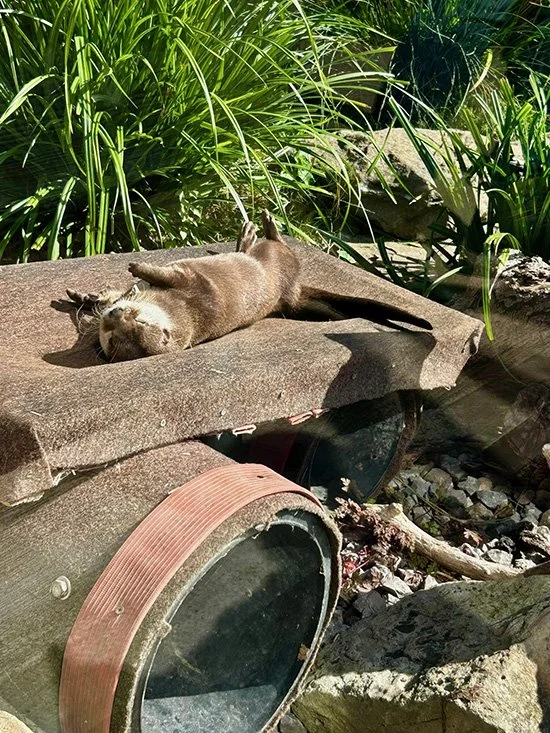 Plumber Otter Would Kill for a Pipe Like This