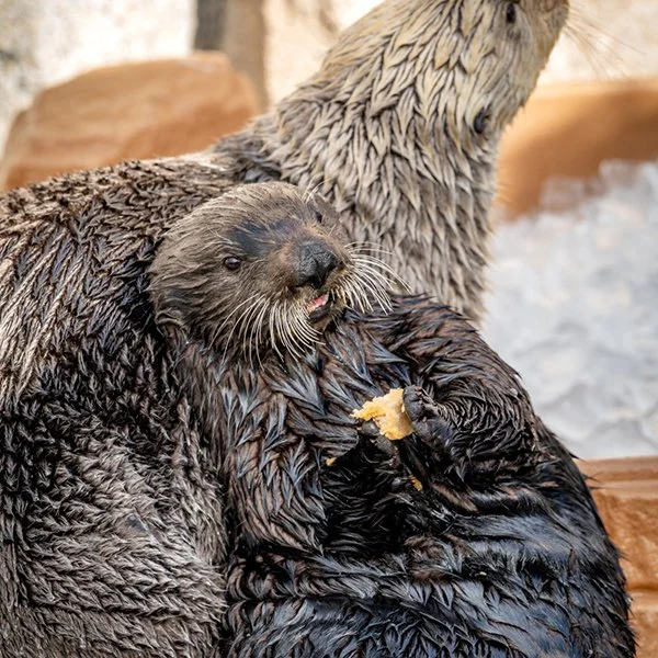 The Way Sea Otter Pup Holds Her Snack